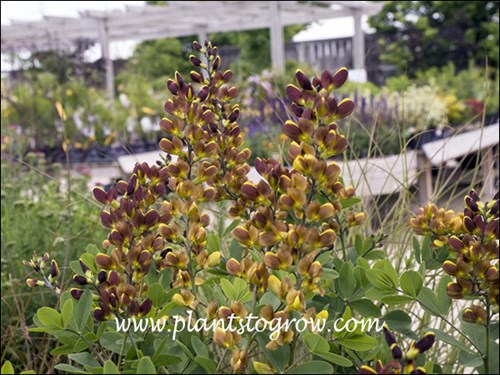 Decadence Cherries Jubilee False Indigo (Baptisia hybrid)